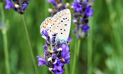 Butterfly and purple lavender flower in the meadow in green nature, butterfly background