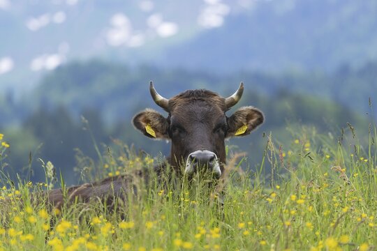 Allg&auml;u Brown Swiss, (Bos primigenius taurus), Allg&auml;u, Bavaria, Germany