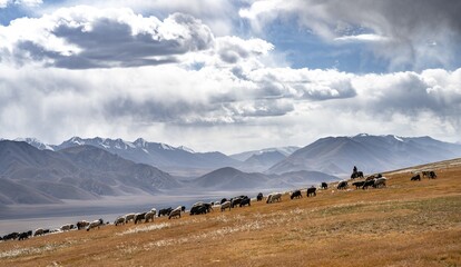 Flock of sheep and riders on a plateau, Ak Shyrak Mountains, near Kumtor, Kara-Say, Tian Shan, Kyrgyzstan