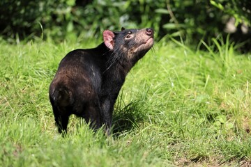 Tasmanian devil (Sarcophilus harrisii), adult, vigilant, captive, Tasmania, Australia