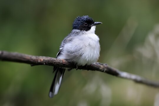 Black-headed Babbler, (Heterophasia desgodinsi), adult, on tree, vigilant, captive, Southeast Asia