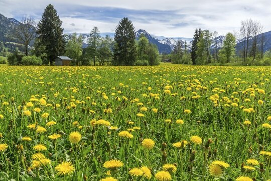 Common dandelion (Taraxacum), flowering dandelion field, behind mountains of the Allg&auml;u Alps, Rubi, near Oberstdorf, Oberallg&auml;u, Allg&auml;u, Bavaria, Germany
