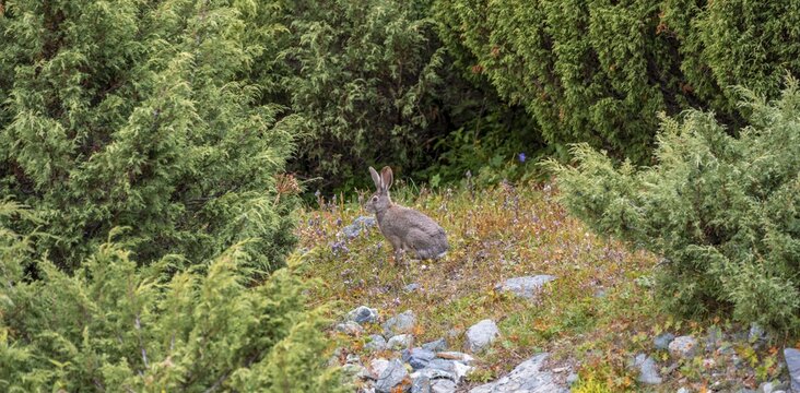 Hare, Terskey Ala Too, Tien-Shan Mountains, Kyrgyzstan