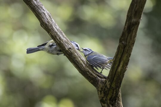 Blue tits (Parus caerulea), partner feeding, Emsland, Lower Saxony, Germany