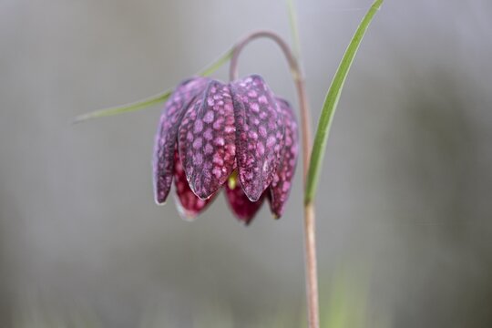 Snake's head fritillary (Fritillaria meleagris), Emsland, Lower Saxony, Germany