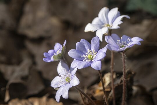 Liverwort (Hepatica nobilis), North Rhine-Westphalia, Germany