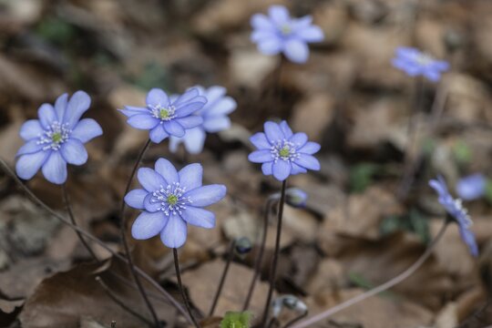 Liverwort (Hepatica nobilis), North Rhine-Westphalia, Germany