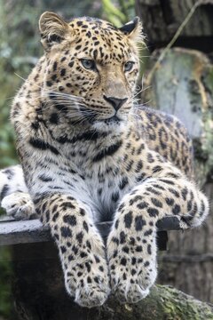 Amur leopard (Panthera pardus orientalis), portrait, Nordhorn Zoo, Lower Saxony, Germany
