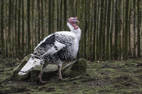 Cr&ouml;llwitz turkeys (Meleagris gallopavo f. domestica), Tierpark Nordhorn, Lower Saxony, Germany