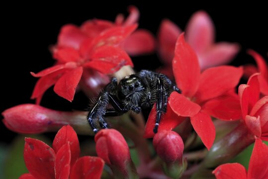 Tan jumping spider (Platycryptus undatus), adult, on leaf, North America, captive