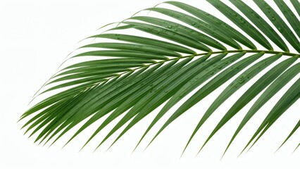 Obraz premium Emerald Palm Frond Tropical Greenery on White Fresh Botanical Detail.