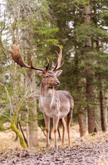 Obraz premium Majestic Fallow Deer (Dama dama) Buck with Large Palmate Antlers Standing in a Forest Setting - Wildlife Portrait