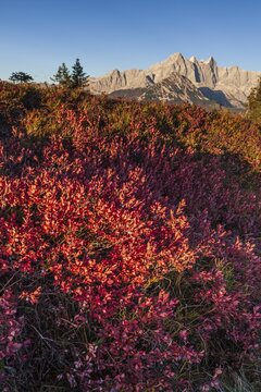 Autumn colouring of blueberry (Vaccinium) in front of mountains, Dachstein Mountains, Austria