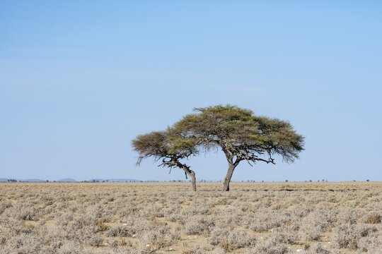 Lone acacia tree in the dry steppe, Etosha National Park, Namibia