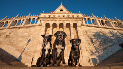 a group of three black and white dogs sitting on top of the stairs in fisherman's bastion in budapest at sunrise