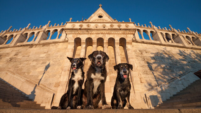 a group of three black and white dogs sitting on top of the stairs in fisherman's bastion in budapest at sunrise - Powered by Adobe