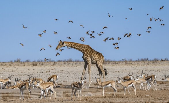 Various groups of animals at a waterhole, herd of springbok (Antidorcas marsupialis) and angolan giraffe (Giraffa giraffa angolensis), flock of flying fowl (Pterocles), Etosha National Park, Namibia
