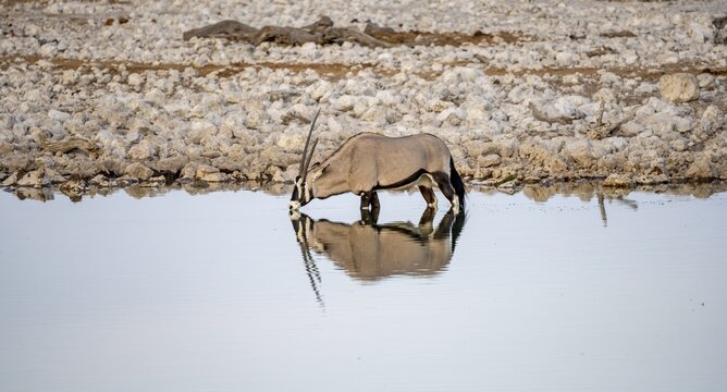 Gemsbok (Oryx gazella), Oryx standing in the water and drinking, Moringa waterhole, Etosha National Park, Namibia