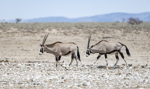 Two spike rams (Oryx gazella) in dry savannah, Etosha National Park, Namibia