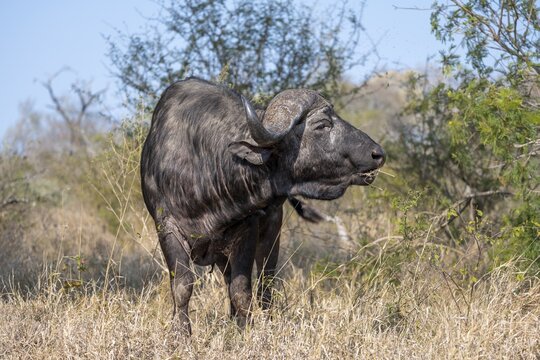 African buffalo (Syncerus caffer caffer) with grass in mouth, Kruger National Park, South Africa