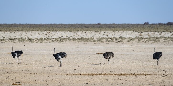 African ostrich (Struthio camelus), Three adult males and one female standing in a row at the same distance from each other, Nebrowni waterhole, Etosha National Park, Namibia
