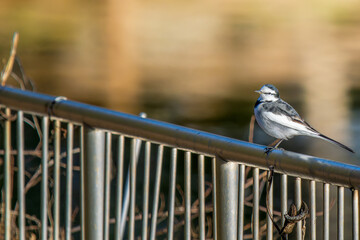 柵にとまるハクセキレイ