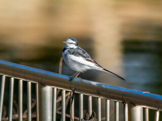 柵にとまるハクセキレイ