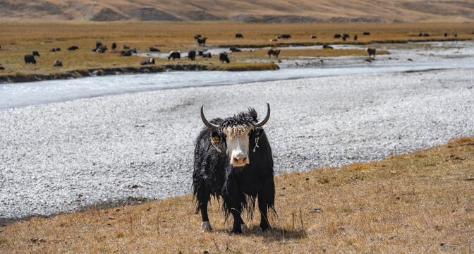 Cute yak in front of a river, Issyk Kul province, Kyrgyzstan