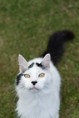 Portr&auml;t einer T&uuml;rkisch Angora Katze