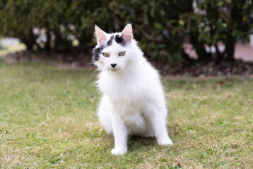 T&uuml;rkisch Angora Katze im Garten