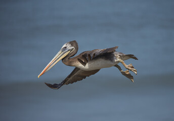 A brown pelican soars through a stormy blue sky, its large beak and outstretched wings on full display.