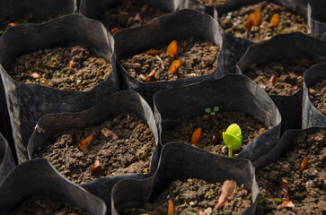 Emerging cotiledons 2 