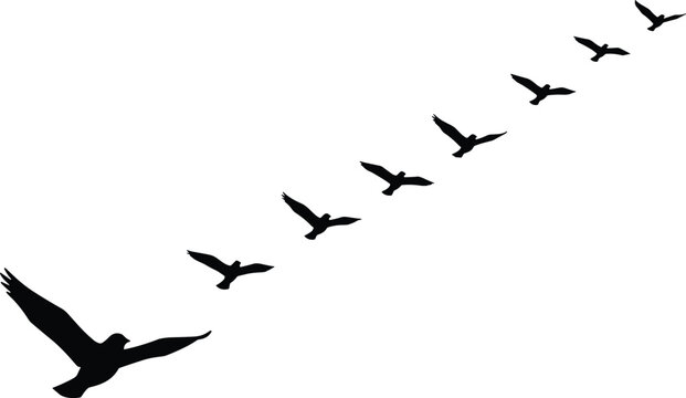 Silhouettes of a flock of birds flying in an angled V-formation, representing concepts of leadership, teamwork, migration, cooperation, and successful journey towards a shared destination or goal.