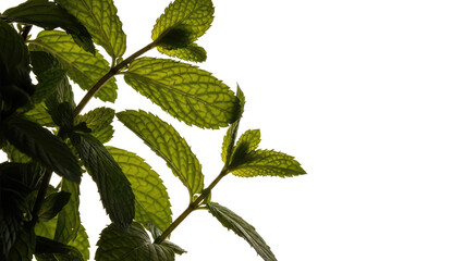 Fresh-Mint-Leaves-Closeup-With-Soft-Pink-Background-and-Natural-Light-Herbs.png