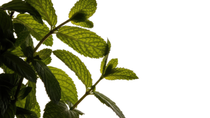 Fresh-Mint-Leaves-Closeup-With-Soft-Pink-Background-and-Natural-Light-Herbs.png