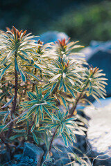 euphorbia variegata plant