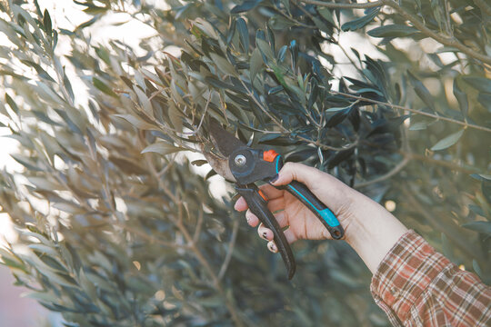 hand with scissors cutting olive tree