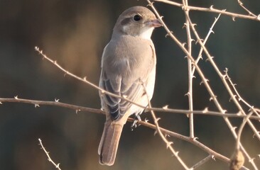 isabelline shrike bird stands on twig tree