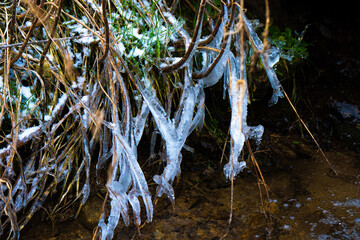frozen plants on the river, Italy