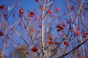 Nahaufnahme eines Amerikanischen Schneeballs (Viburnum opulus var. americanum) mit roten Fr&uuml;chten im Winter