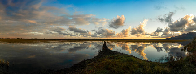  Landscape with wetlands in Marjal Pego Oliva, in Comunidad Valenciana (Spain) 