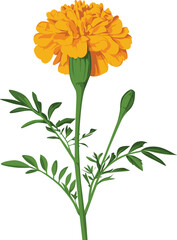Vibrant botanical illustration of a cheerful orange marigold flower with a fresh green stem and developing bud, capturing the essence of a blossoming garden, ideal for natural designs