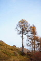 lonely tree on the hill