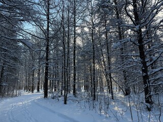 Laurentian forest in winter, Quebec, Canada
