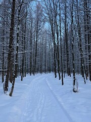 Laurentian forest in winter, Quebec, Canada