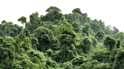 Dense green forest hillside isolated