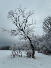 Laurentian forest in winter, Quebec, Canada