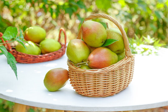 Fresh Shanxi Pears in Wicker Baskets with Green Garden Background