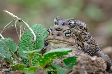 Andean spiny toad (Rhinella spinulosa), during mating or called amplexus