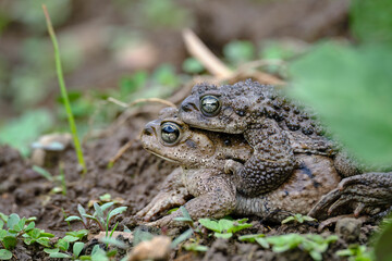Andean spiny toad (Rhinella spinulosa), during mating or called amplexus